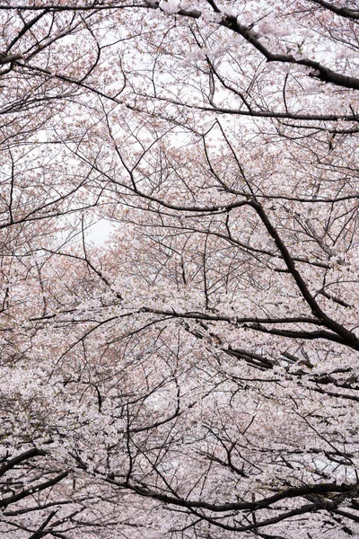 Bela Sakura, flor de cerejeira — Fotografia de Stock