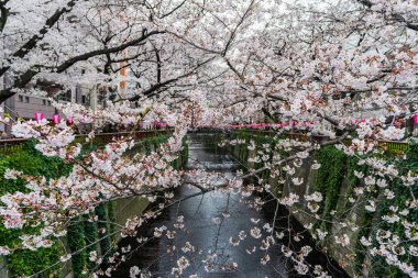 Meguro Nehri'nde tam çiçek li kiraz çiçeği festivali