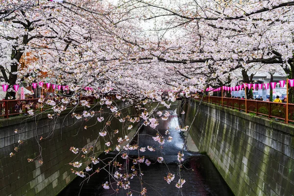 Festival de flores de cerezo en plena floración en el río Meguro — Foto de Stock