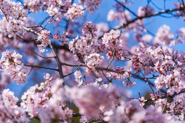 Sakura, ilkbahar mevsiminde Kiraz Çiçeği çiçeği