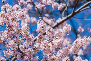 Sakura, ilkbahar mevsiminde Kiraz Çiçeği çiçeği