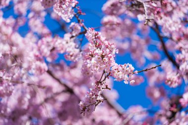 Sakura, ilkbahar mevsiminde Kiraz Çiçeği çiçeği