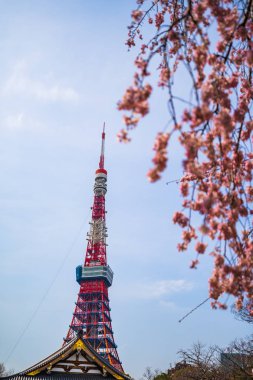 Bahar kiraz çiçeği ile Tokyo Kulesi