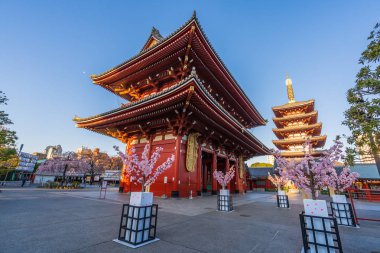 Sensoji Tapınağı'nda kiraz çiçekleri, Tokyo, Japonya