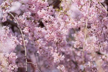 sakura, Tokyo'da kiraz çiçeği, Japonya