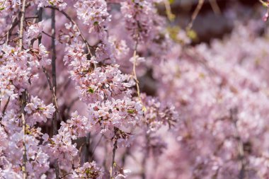 sakura, Tokyo'da kiraz çiçeği, Japonya