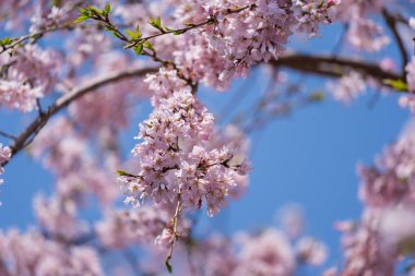 sakura, Tokyo'da kiraz çiçeği, Japonya