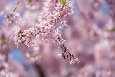 sakura, Tokyo'da kiraz çiçeği, Japonya