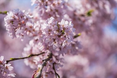 sakura, Tokyo'da kiraz çiçeği, Japonya