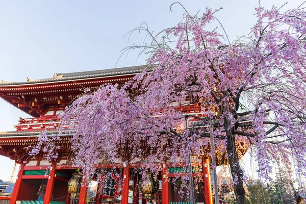 Flores de cereja de primavera no Templo de Sensoji, Tóquio, Japão — Fotografia de Stock