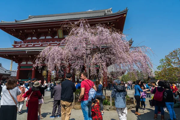 Primavera cereja floresce no Templo de Sensoji Hozomon Gate com uni — Fotografia de Stock