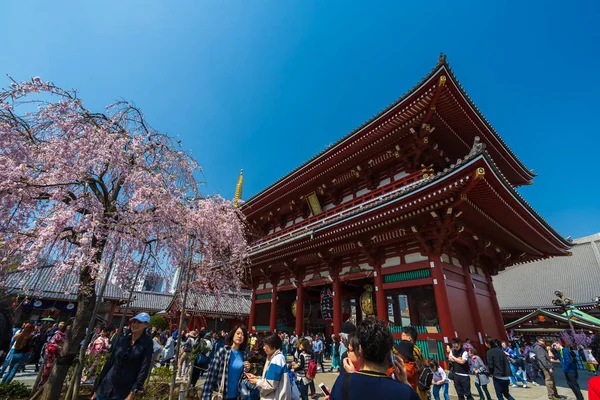 Pessoas não identificadas visitam o templo de Sensoji com flor de cereja em — Fotografia de Stock