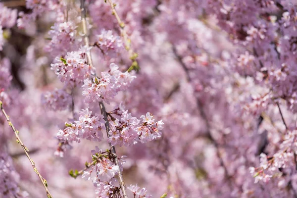 sakura, cherry blossom in Tokyo, Japan