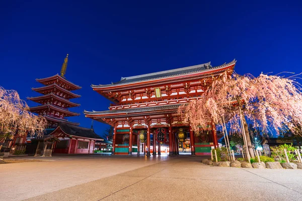 浅草寺の春の桜 — ストック写真