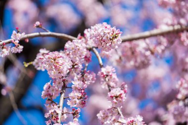 Sakura, ilkbahar mevsiminde Kiraz Çiçeği çiçeği