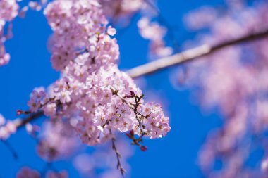 Sakura, ilkbahar mevsiminde Kiraz Çiçeği çiçeği