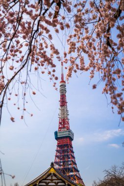 Bahar kiraz çiçeği ile Tokyo Kulesi
