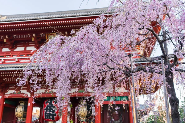 Flores de cereja em Templo de Sensoji, Tóquio, Japão — Fotografia de Stock