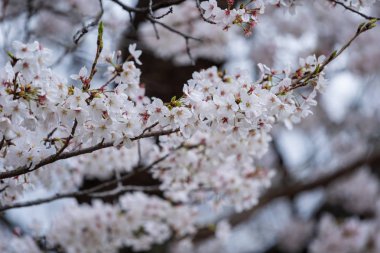 Sakura, ilkbahar mevsiminde Kiraz Çiçeği çiçeği