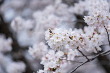 Sakura, ilkbahar mevsiminde Kiraz Çiçeği çiçeği