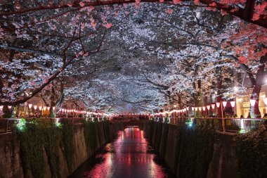 Meguro Nehrinde Kiraz Çiçeği Festivali. Meguro Nehri. bir popu olduğunu