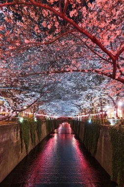 Sakura, Meguro rive gece ışık ile Kiraz Çiçeği çiçek