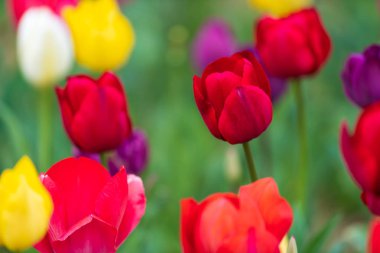 laleler bahçede çiçek açar.