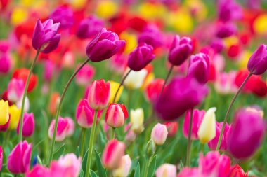 laleler bahçede çiçek açar.