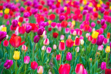 laleler bahçede çiçek açar.