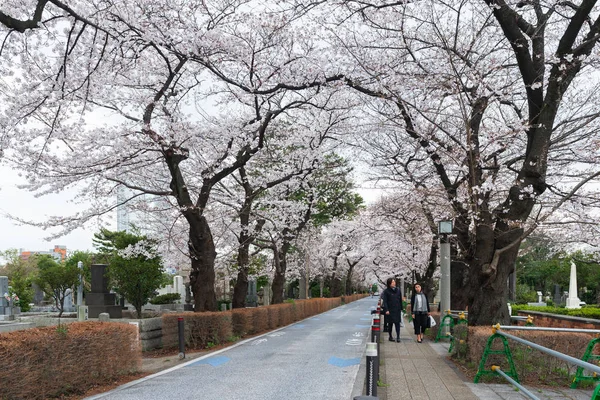 Festival de flores de cerezo en el cementerio de Aoyama. Cementerio de Aoyama es un — Foto de Stock