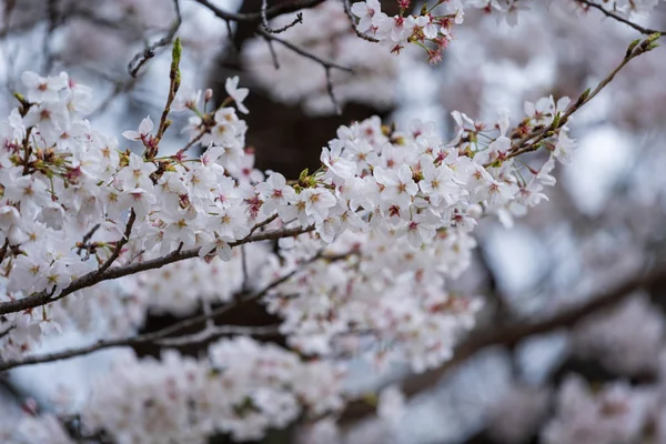 Sakura, Cherry Blossom flower in spring season — Stock Photo, Image