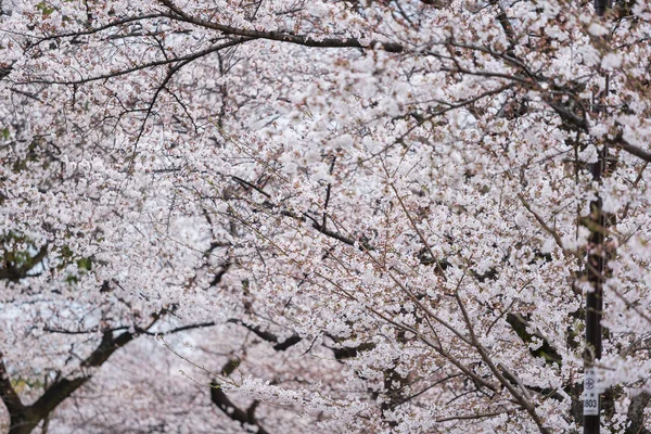 Sakura, Cherry Blossom flower in spring season — Stock Photo, Image