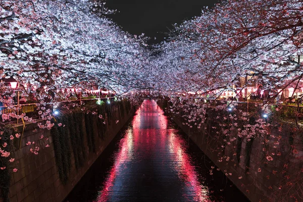 Сакура, вишня цвітіння квітка з світлом вночі в Meguro Rive — стокове фото