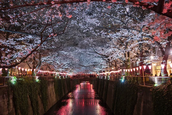 Festival de flor de cerejeira no rio Meguro. Rio Meguro. é um popu — Fotografia de Stock