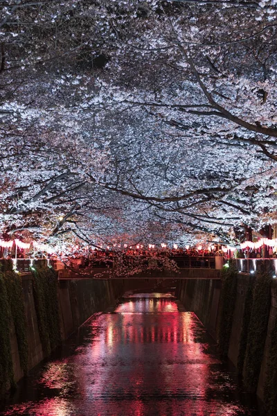 Sakura, fleur de cerisier avec lumière la nuit à Meguro rive — Photo