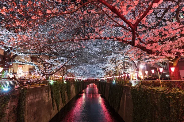 Sakura, flor de cerezo con luz en la noche en Meguro rive — Foto de Stock