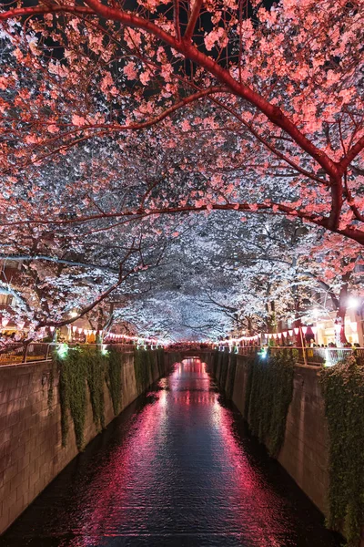 Sakura, flor de cerezo con luz en la noche en Meguro rive — Foto de Stock