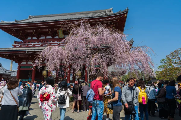 Primavera cereja floresce no Templo de Sensoji Hozomon Gate com uni — Fotografia de Stock