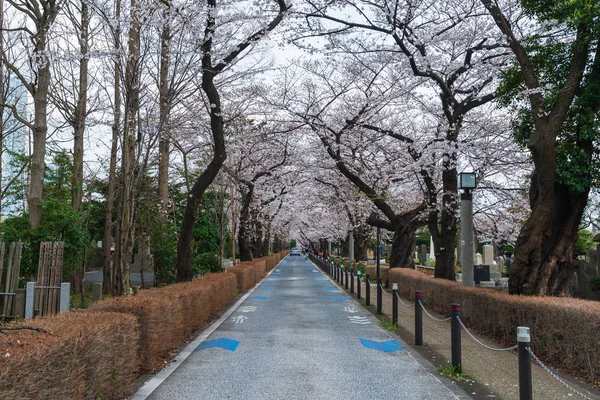 Festival de flores de cerezo en el cementerio de Aoyama. Cementerio de Aoyama es un — Foto de Stock