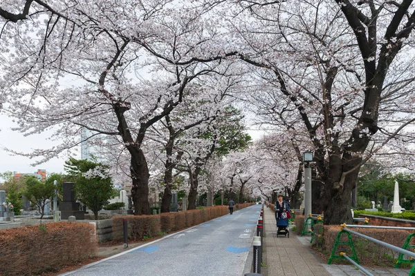 Festival de flores de cerezo en el cementerio de Aoyama. Cementerio de Aoyama es un — Foto de Stock