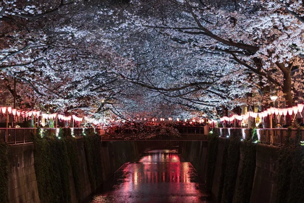 Sakura, flor de cerezo con luz en la noche en Meguro rive — Foto de Stock
