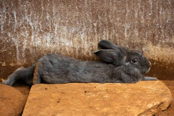 Graues Kaninchen Oder Hase Oder Hase Auf Dem Boden Liegend — Stockfoto