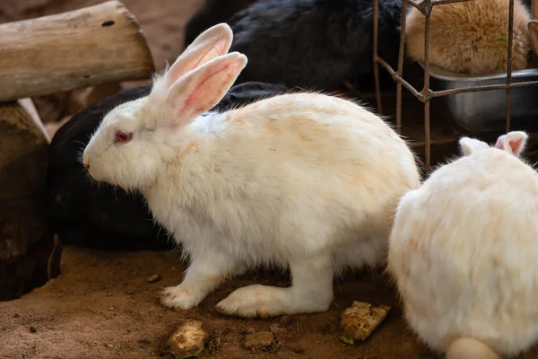 Weißes Kaninchen Oder Hase Oder Hase Auf Dem Boden Liegend — Stockfoto