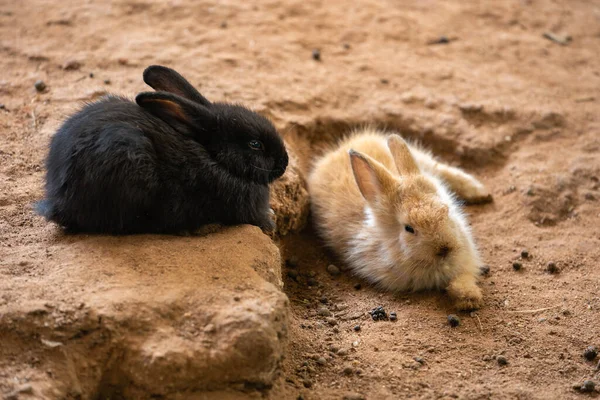 Zwei Kleine Kaninchen Oder Hasen Auf Dem Boden Liegend — Stockfoto