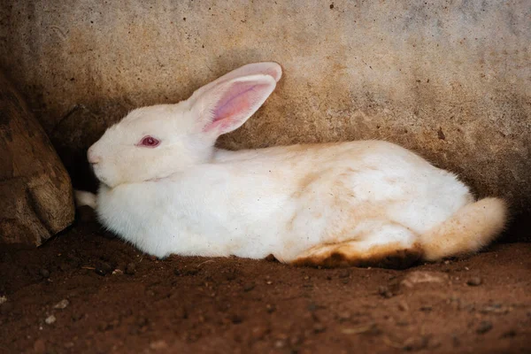 Weißes Kaninchen Oder Hase Oder Hase Auf Dem Boden Liegend — Stockfoto