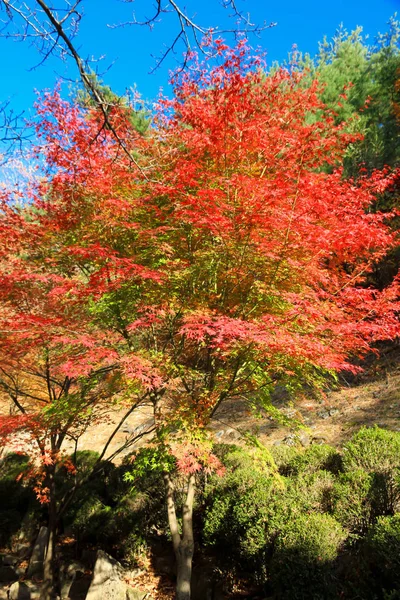 Maple Trees Mountains Beautiful Red Leaves — Stock Photo, Image