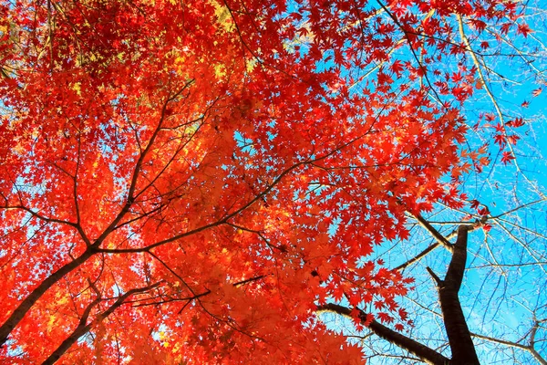 Beautiful Red Maple Leaves Sky — Stock Photo, Image