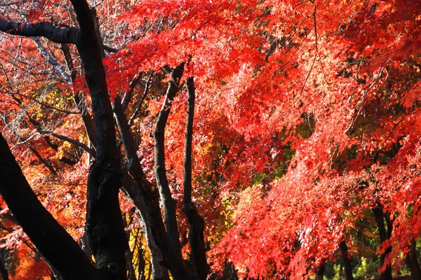 Red Maple Leaves Beautiful Black Stems — Stock Photo, Image