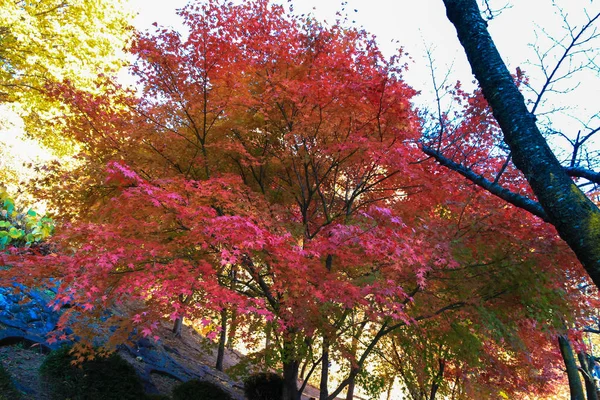 Beaucoup Érables Sur Colline Feuilles Colorées — Photo