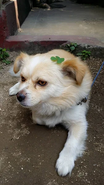 Güzel Beyaz Tüylü Köpek Kafasına Yeşil Çiçekli — Stok fotoğraf